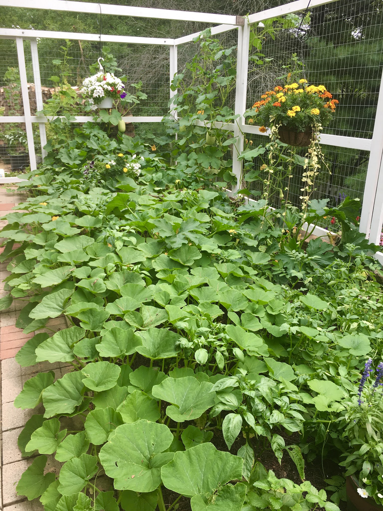 Amy's Creative Pursuits My New ScreenedIn Porch and a Video Walk