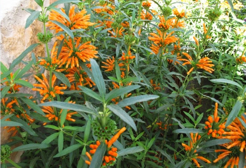 Plantas y flores: Leonotis leonurus