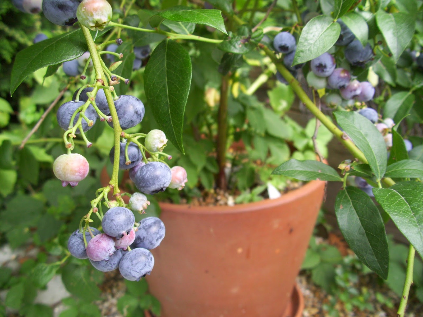 Random Seed Gardener Plant of the week Blueberry 'Bluecrop'