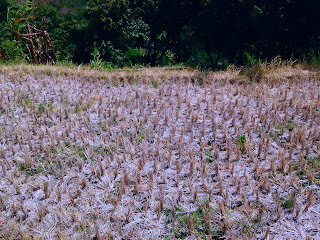 Rice Fields After Harvest At Ringdikit Village North Bali