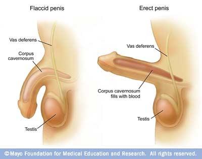 Penis Growth Tips 71