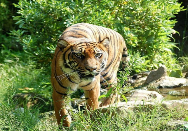 Warga DiImbau Waspada Harimau Sumatera Menampakan diri ke Jalir Pendakian Sibayak