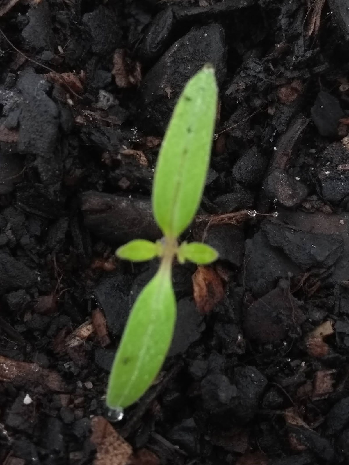 What We're Doing In Maffra Leaf Types