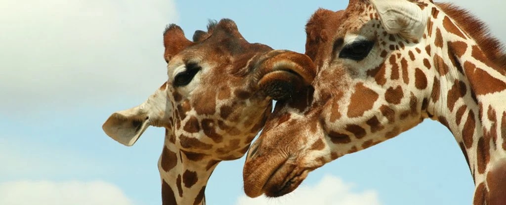 Giraffes Social Interaction