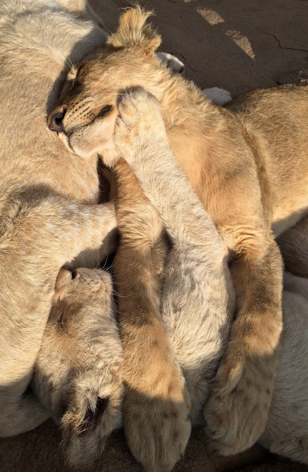 Lion cubs enjoying their sleep. 