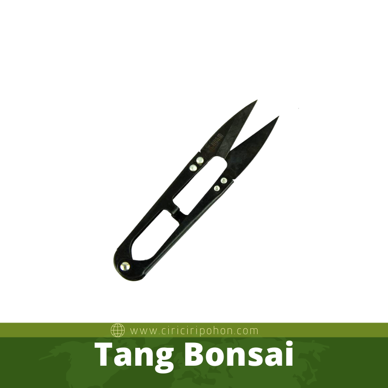 Tang Bonsai