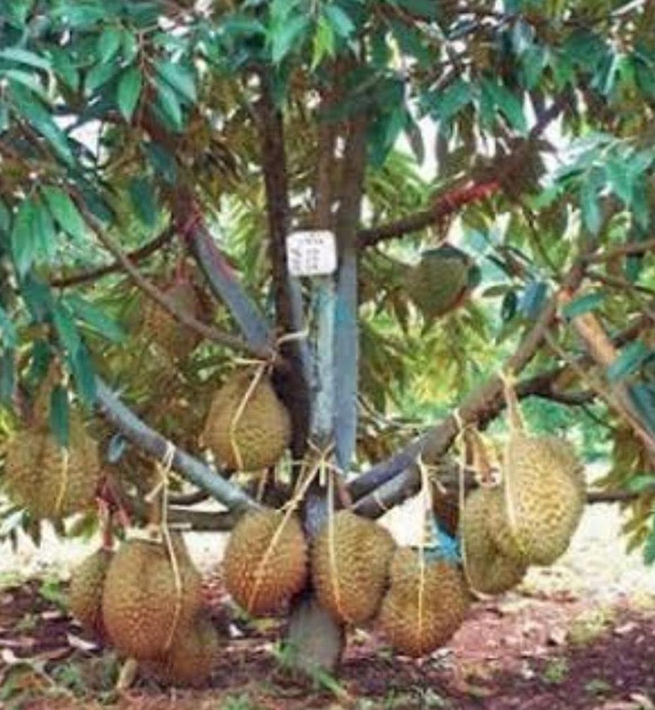 tanaman durian bawor kaki 3 bibit unggul tiga hasil okulasi 1 meter murah berkualitas cepat cepat berbuah Kormomolin