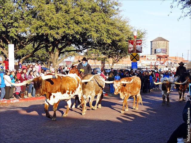 cattle drive, longhorn