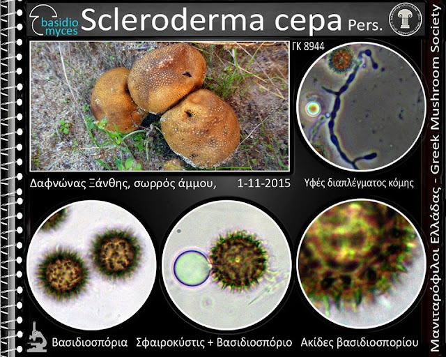 Scleroderma cepa Pers.