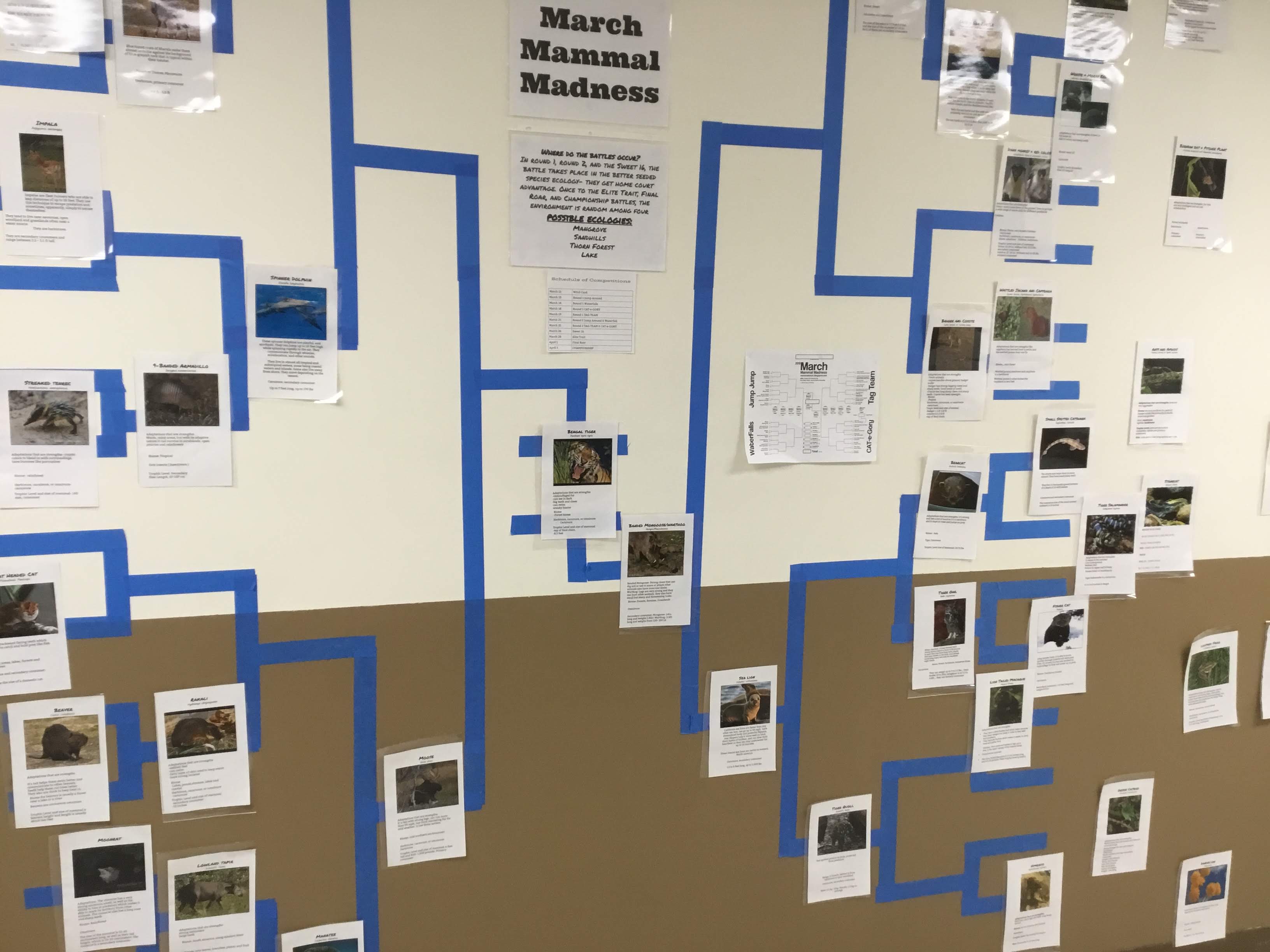 Biology by the Math Mom: March Mammal Madness