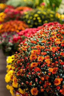 Chrysanthemums