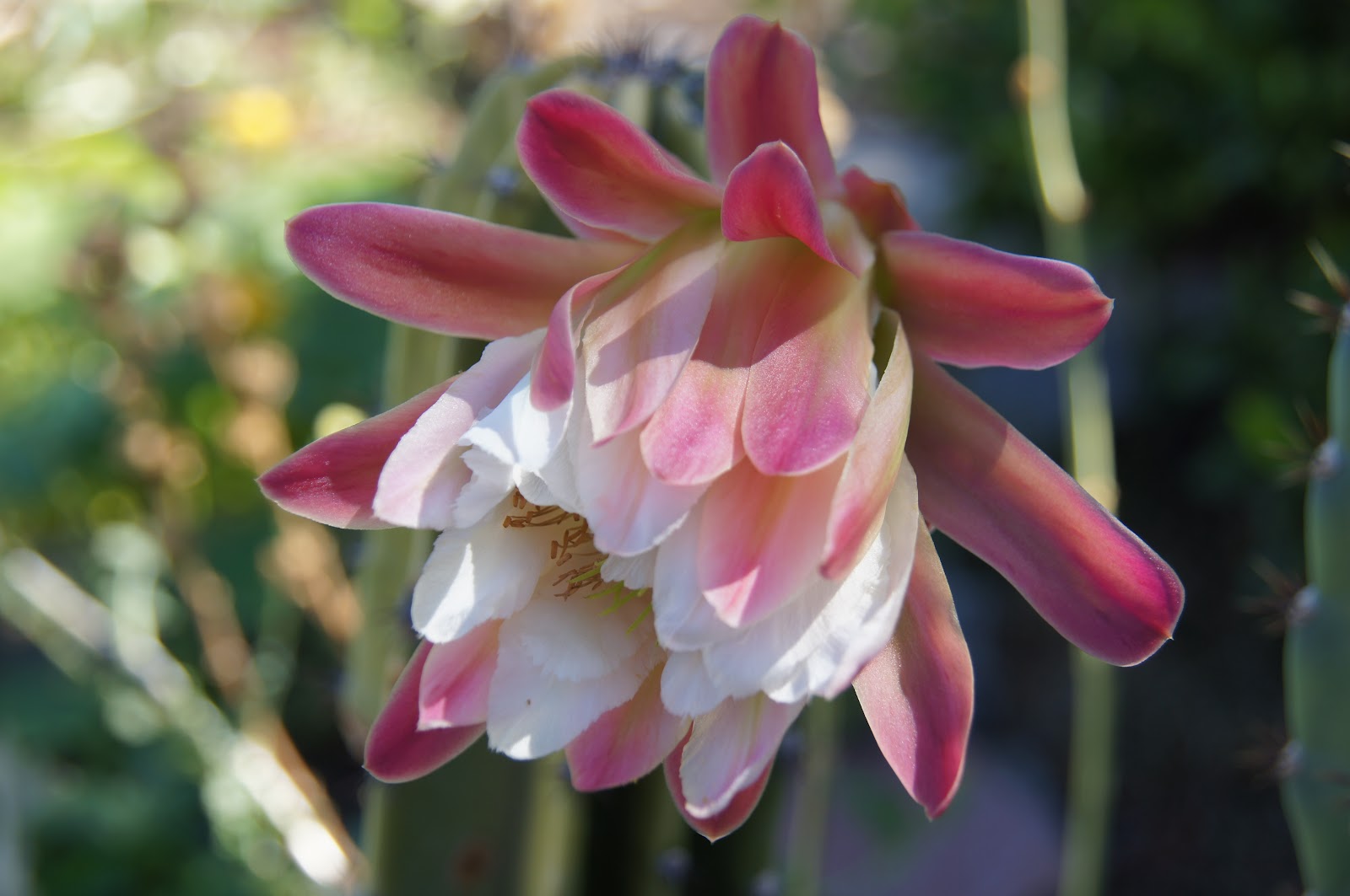 A Thinking Stomach My Garden Is My Calendar