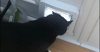 The Struggle Is Real Haha Cat Gifs Kitten Gifs