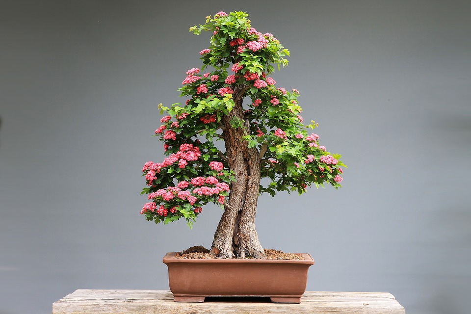 I bonsai da interno più facili da coltivare con prezzo Edilizia in un