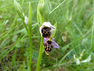 Ophrys scolopax (abellera becada). Fotografia de Conxa Puxan Ophrys scolopax (abellera becada). Fotografia de Conxa Puxan