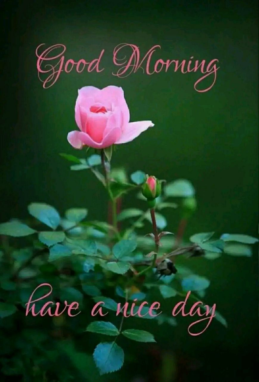 Latest 5000 + Good Morning Images Download Hd || Good Morning Images New || Good Morning Images New Download Latest 5000 + Good Morning Images Download Hd || Good Morning Images New || Good Morning Images New Download