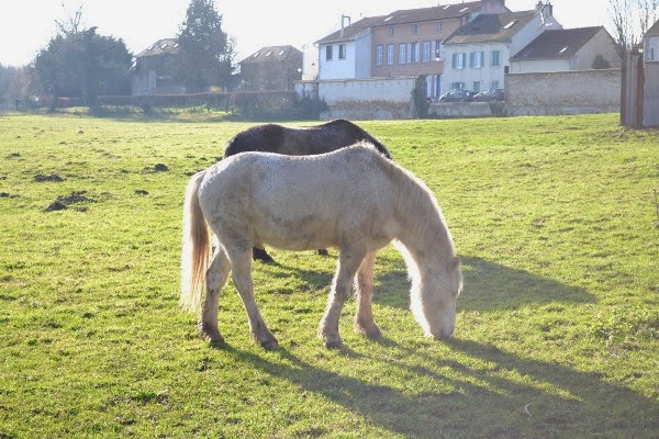 L Homme Qui Murmurait à L Oreille Des Chevaux Distribution Art et glam: L'Homme qui murmurait à l'oreille des chevaux