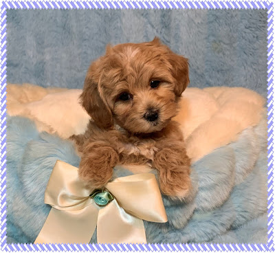 caramel maltipoo