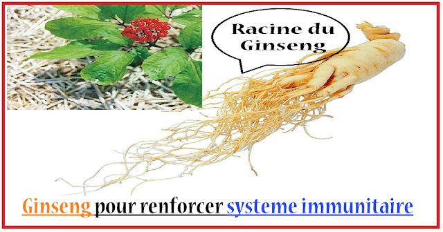 ginseng-pour-renforcer-systeme-immunitaire