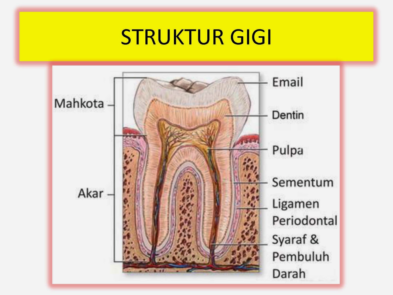Tooth structure