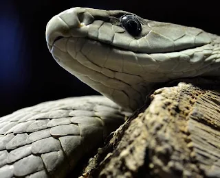 Black mamba snake venom is deadly but valuable for medicine