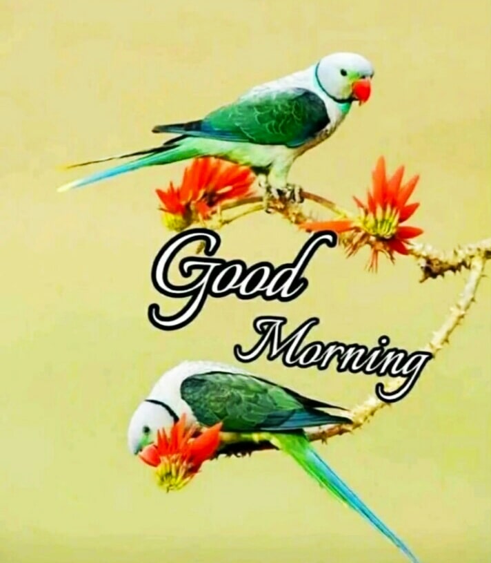 Good Morning Images For Whatsapp