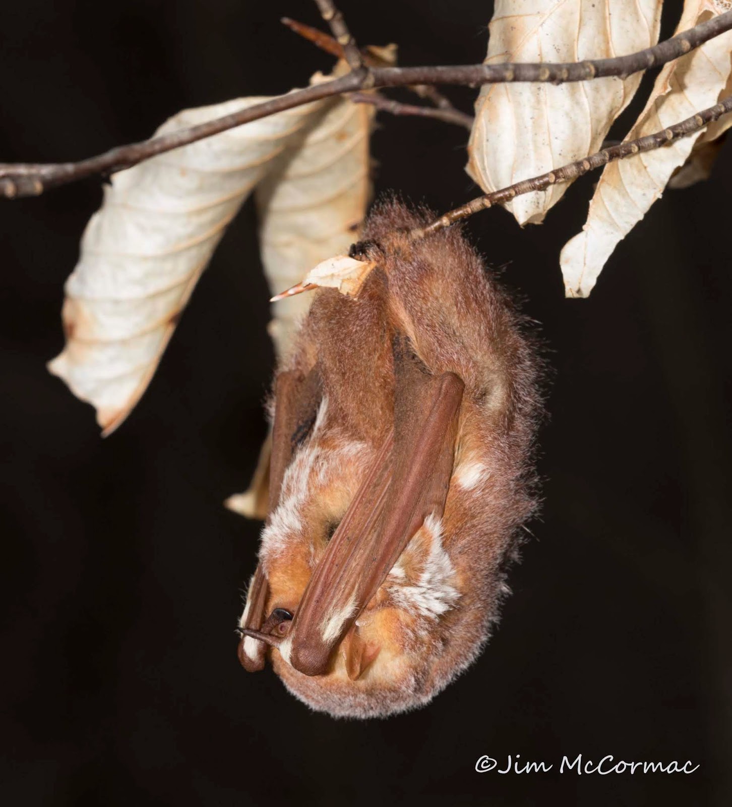 Ohio Birds and Biodiversity Eastern Red Bat 32 F!