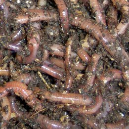 🔥NEW PRODUCT🔥 European Nightcrawler Grow Your Own Fishing Worms