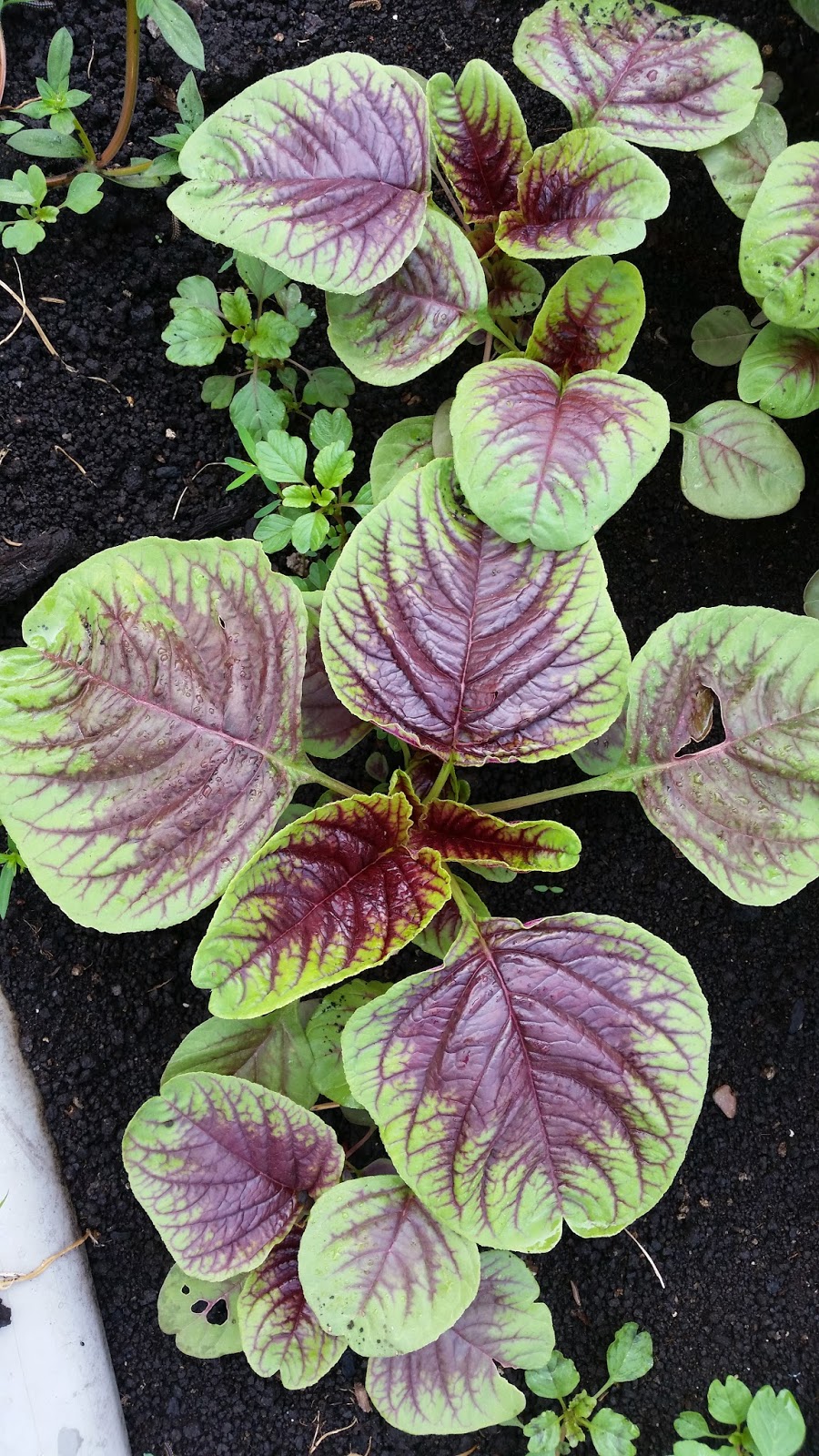 ASAS TANAMAN: 3.0 MENANAM SAYUR-SAYURAN 3.1 Mengenal pasti jenis-jenis