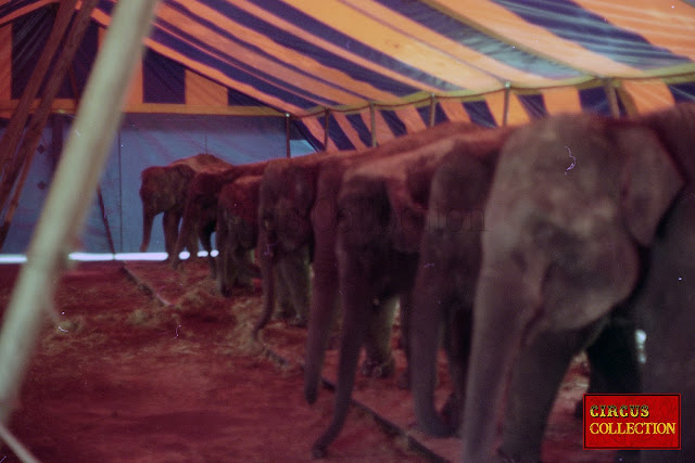 les éléphants du Cirque Barum de Gerd Siemonet  dans leur tente écurie 