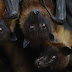 Virus transmitido por murciélagos frugívoros mata a 15 personas en la India