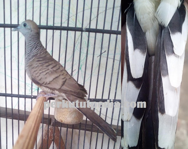 Ciri dan Mitos Perkutut Katuranggan Pandawa Mijil Ciri dan Mitos Perkutut Katuranggan Pandawa Mijil