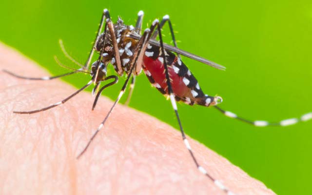 Casos de Dengue e Zika reduzem na Bahia, mas Chikungunya triplica