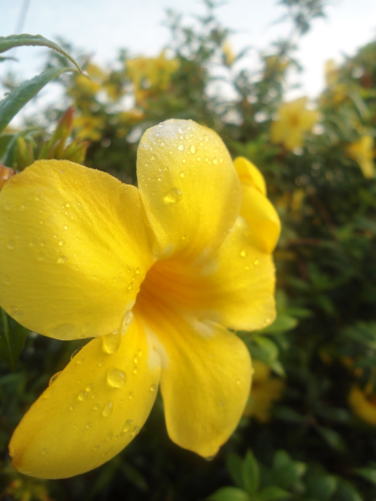 Ann Yaacob: bunga-bunga cinta..