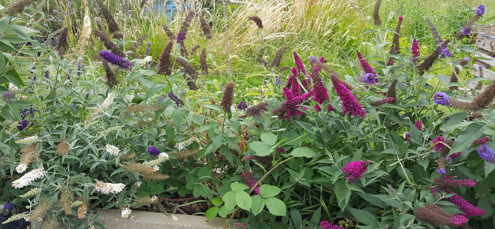 Simple Living In Nancy How I Grow Chinese Spinach Kangkong In