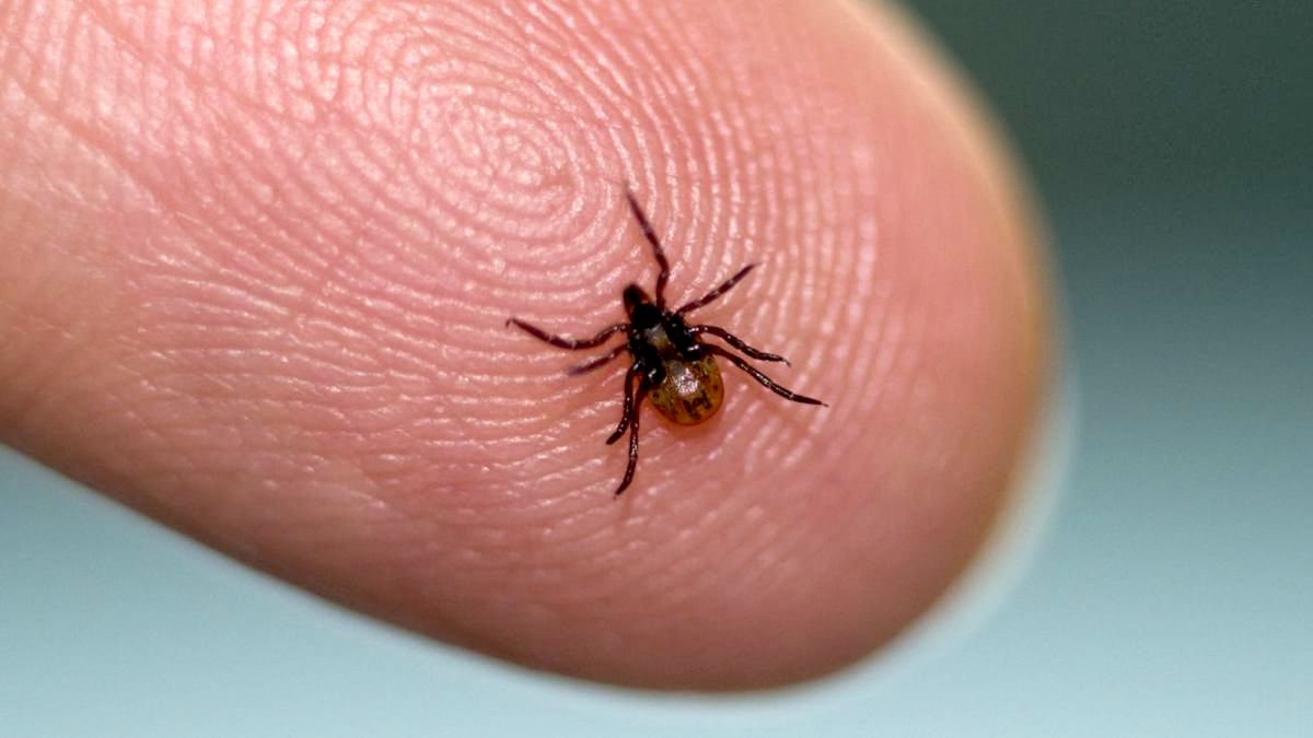 PA Environment Digest Blog Health, DEP, DCNR Prevalence Of Ticks In