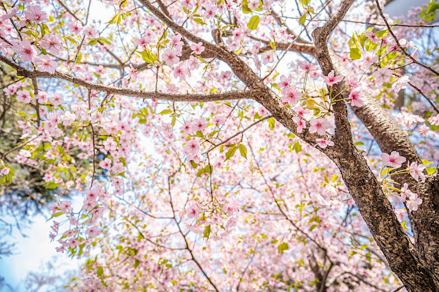 上野公園,河津桜,桜