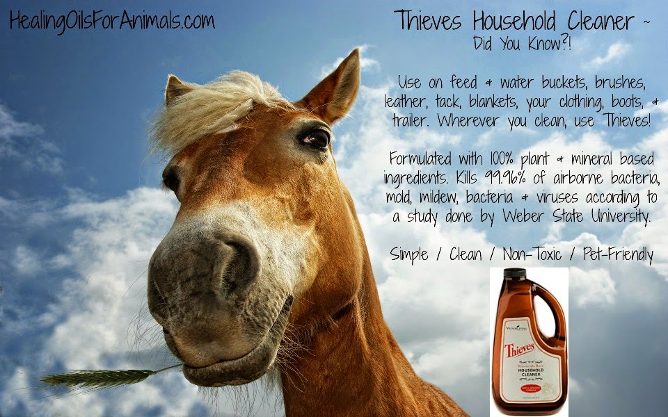 Healing Oils For Animals Everyday Essential Oils for Horses Thieves