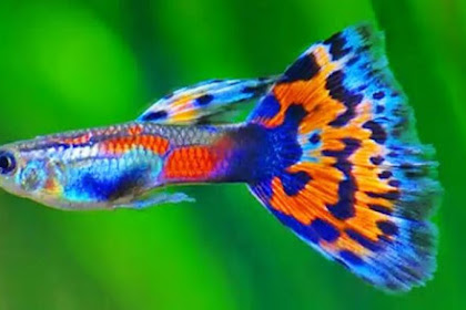 Semua Postingan Top Ikan