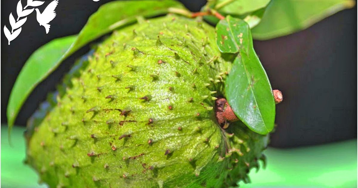 4 Health Benefits of Soursop (Shawachop) Fruit for Pregnant Women