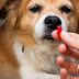 Μπορώ να δίνω αντιβιοτικά στον σκύλο; 