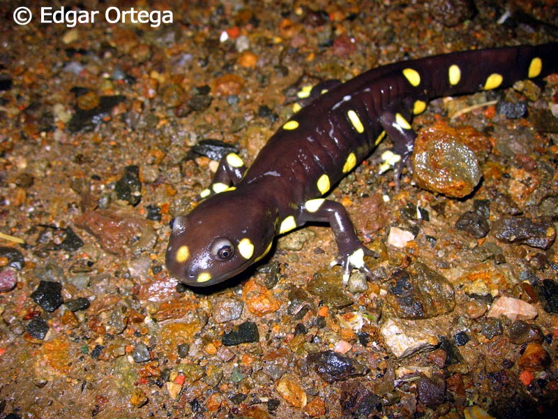 BIO 227:8: Salamander Meander by Miranda Pickett