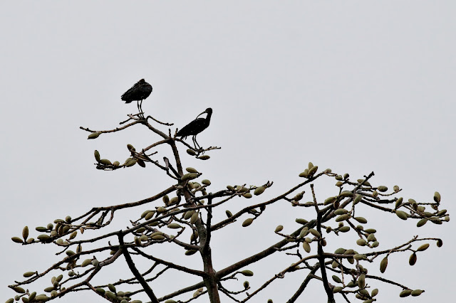 Glossy Ibis resting on treetop