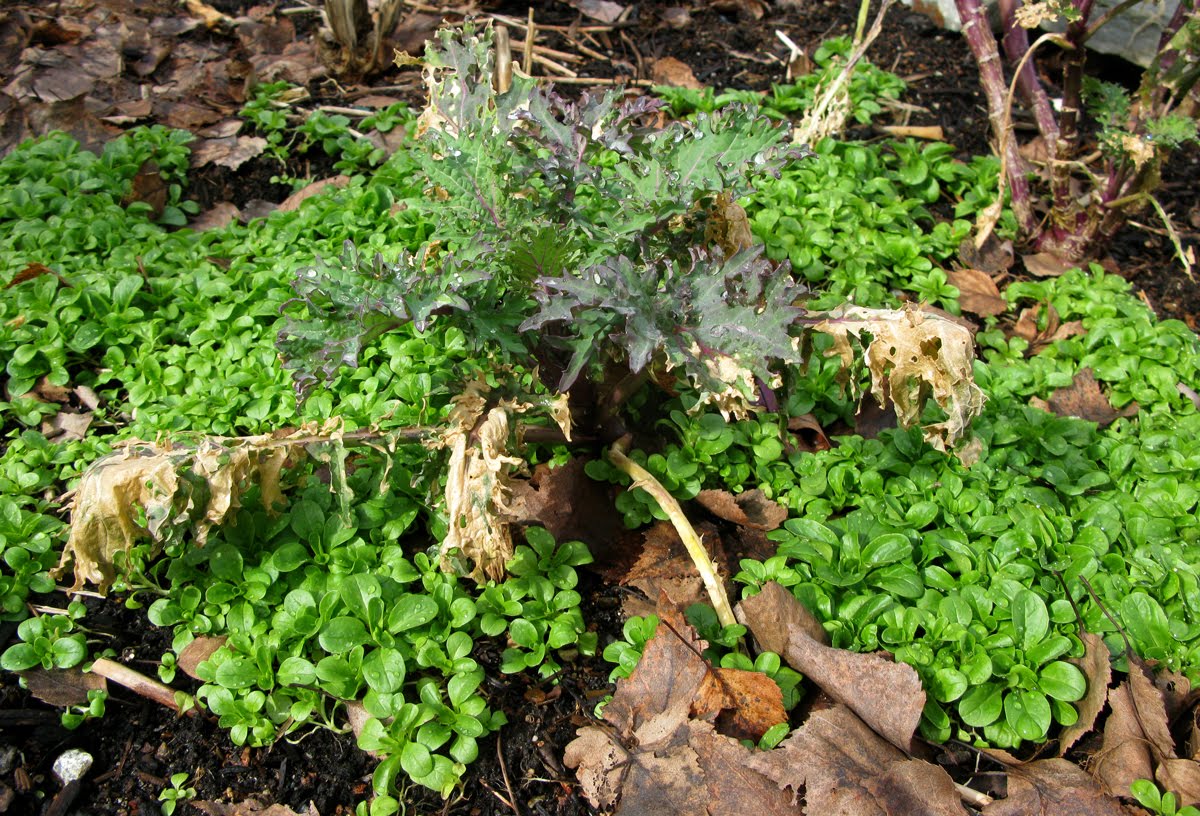 Growing Edibles in Vancouver, British Columbia Vegetables