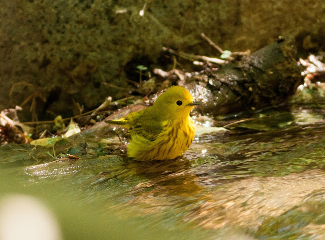 Yellow Warbler - Prospect Park, New York