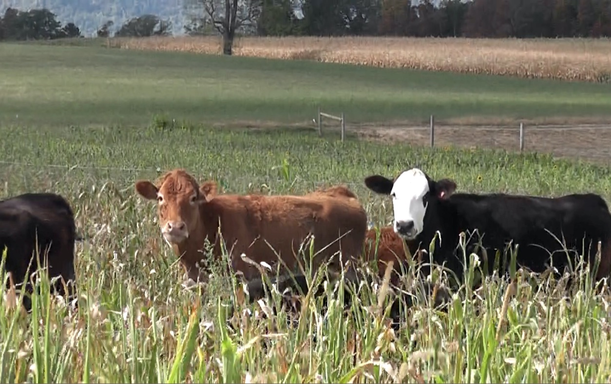 PA Environment Digest Blog Pasture Walks Highlight Cover Crop Grazing