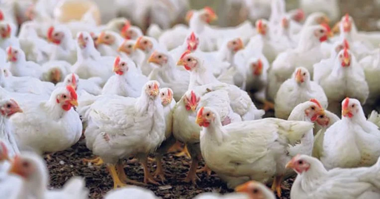 സംസ്ഥാനത്ത് ഇറച്ചിക്കോഴി വില കുതിച്ചുയരുന്നു | Poultry prices are on the rise in the state