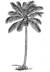  Gambar  Pohon Kelapa di Pantai Hitam Putih  Kartun dan 