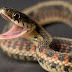 Δημόσια υπάλληλος στη Νιγηρία υποστήριξε πως ένα φίδι έφαγε 100.000€ - Δεν έπεισε κανέναν