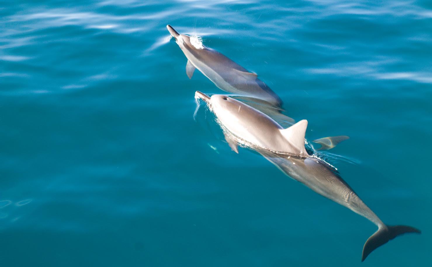 DRUGS IN THE ANIMAL KINGDOM